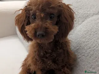 Toy Poodle dogs Stunning Red Female Toy Poodle ❤️ - Advert 11