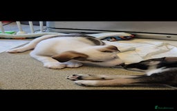 Mixed Breed dogs for sale: Husky mix puppies. Ready to leave! - Image 26