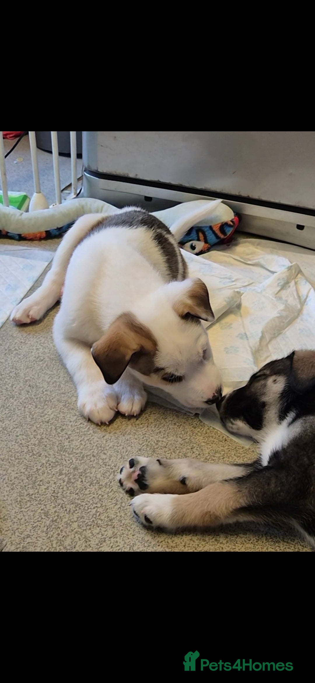 Mixed Breed dogs for sale: Husky mix puppies. Ready to leave! - Image 26