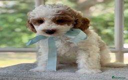 Mixed Breed dogs for sale: Teddy bear puppies - Image 12