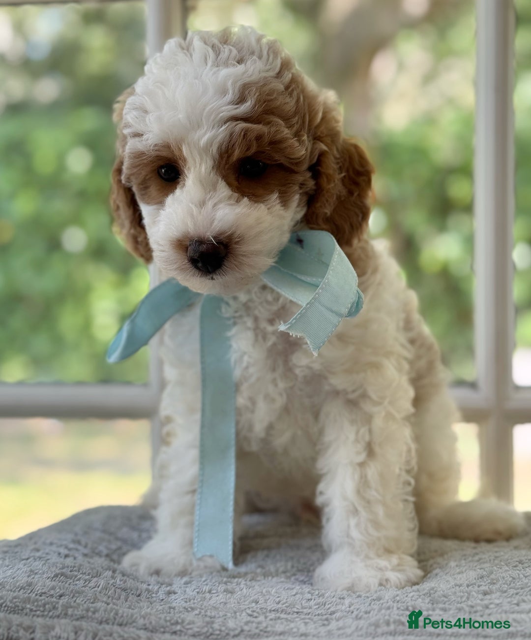 Mixed Breed dogs for sale: Teddy bear puppies - Image 12