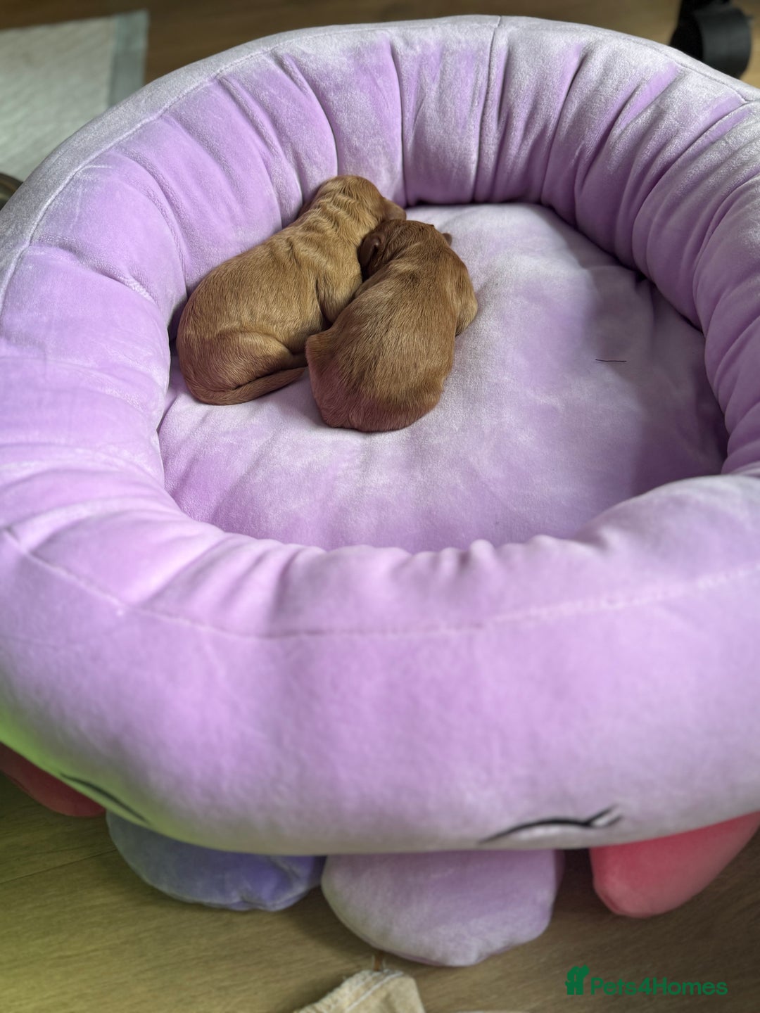 Cockapoo dogs for sale: Beautiful cockapoo puppies  - Image 8