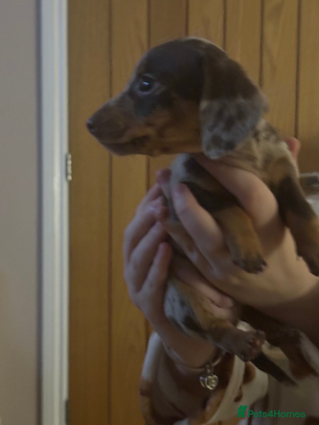 Miniature Dachshund dogs for sale: Miniature Dachshund Puppies - Image 11