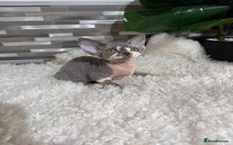 Devon Rex cats for sale: Devon Rex Kittens  - Image 10