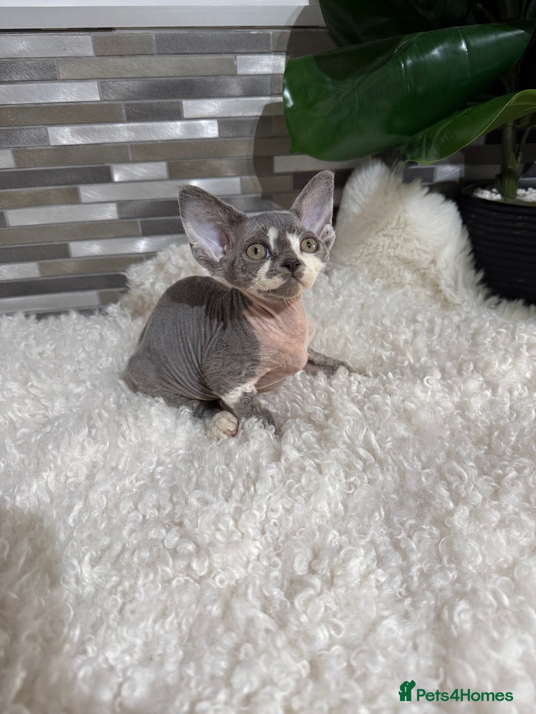 Devon Rex cats for sale: Devon Rex Kittens  - Image 10