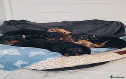 Miniature Dachshund dogs for sale: Beautiful miniature Dachshund  - Image 1