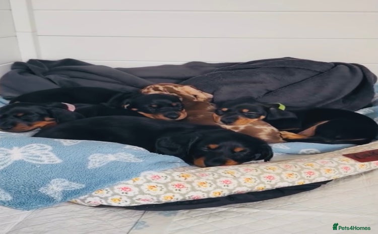 Miniature Dachshund dogs - Advert 3