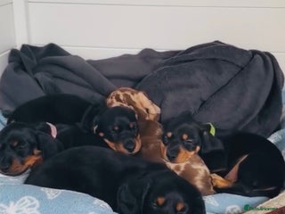 Miniature Dachshund dogs - Advert 8