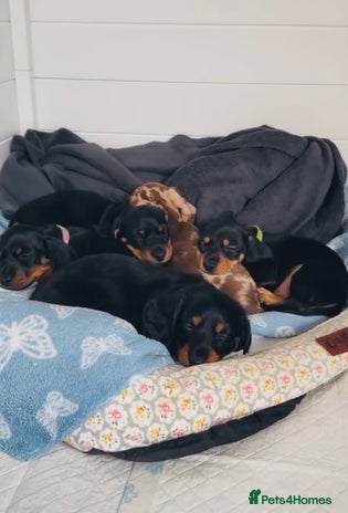 Miniature Dachshund dogs - Advert 13