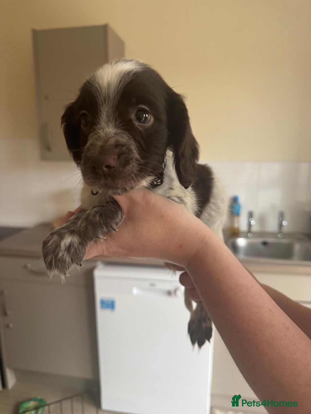 Sprocker dogs for sale: Sprocker spaniel puppy’s  - Image 4