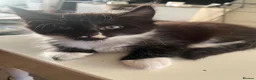 Maine Coon cats for sale: Maine Coon Kittens  - Advert 29