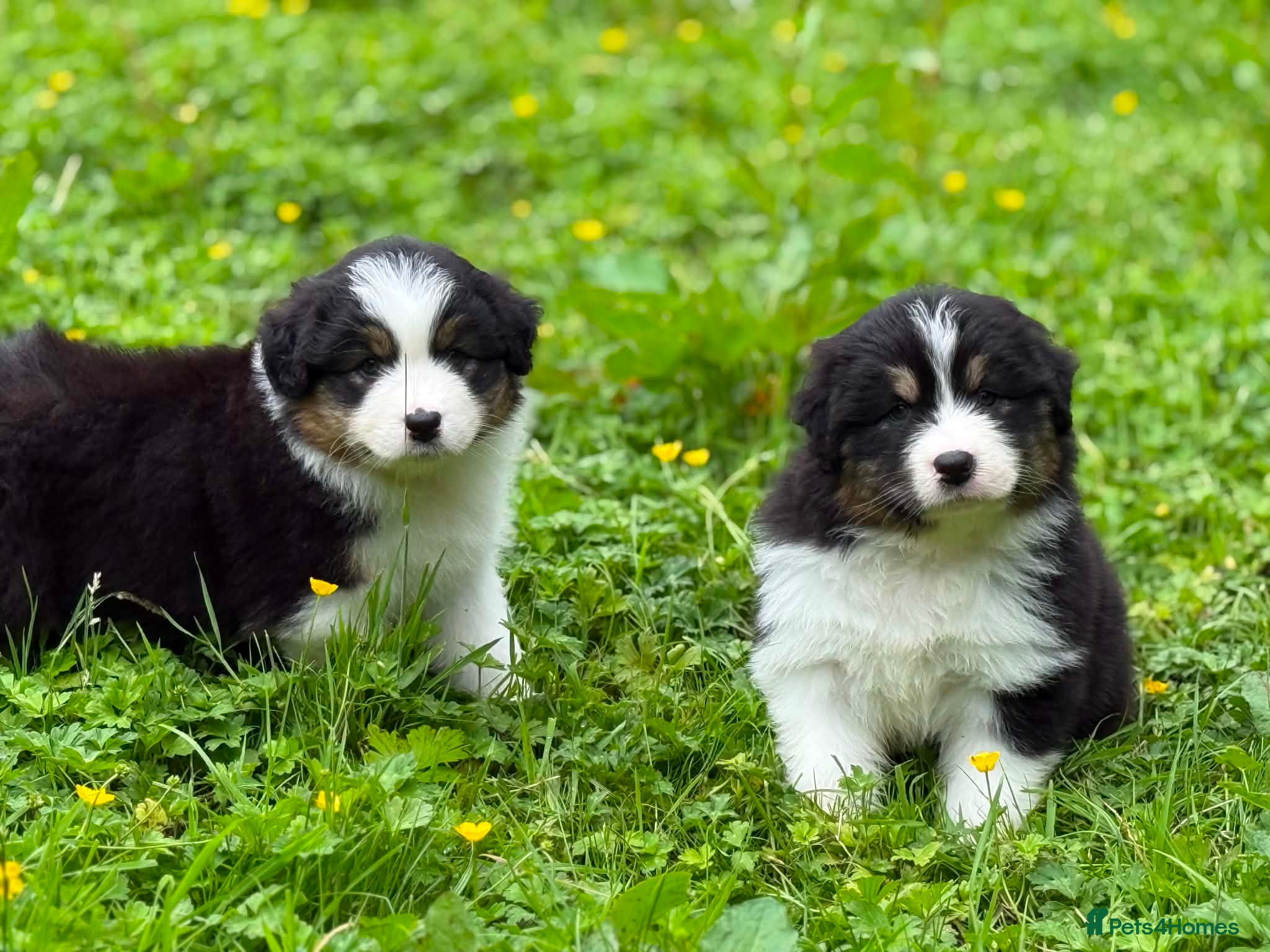 Australian Shepherd dogs Stunning Australian Shepherd Puppies  - Advert 15