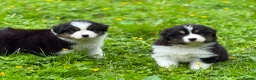 Australian Shepherd dogs for sale: Stunning Australian Shepherd Puppies  - Advert 1