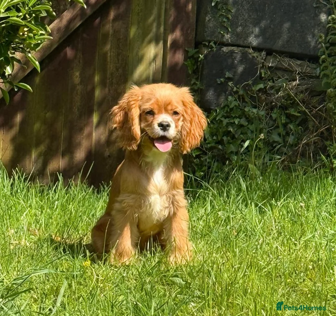 Cockalier dogs for sale: Fully vaccinated cockaliers - Advert 2