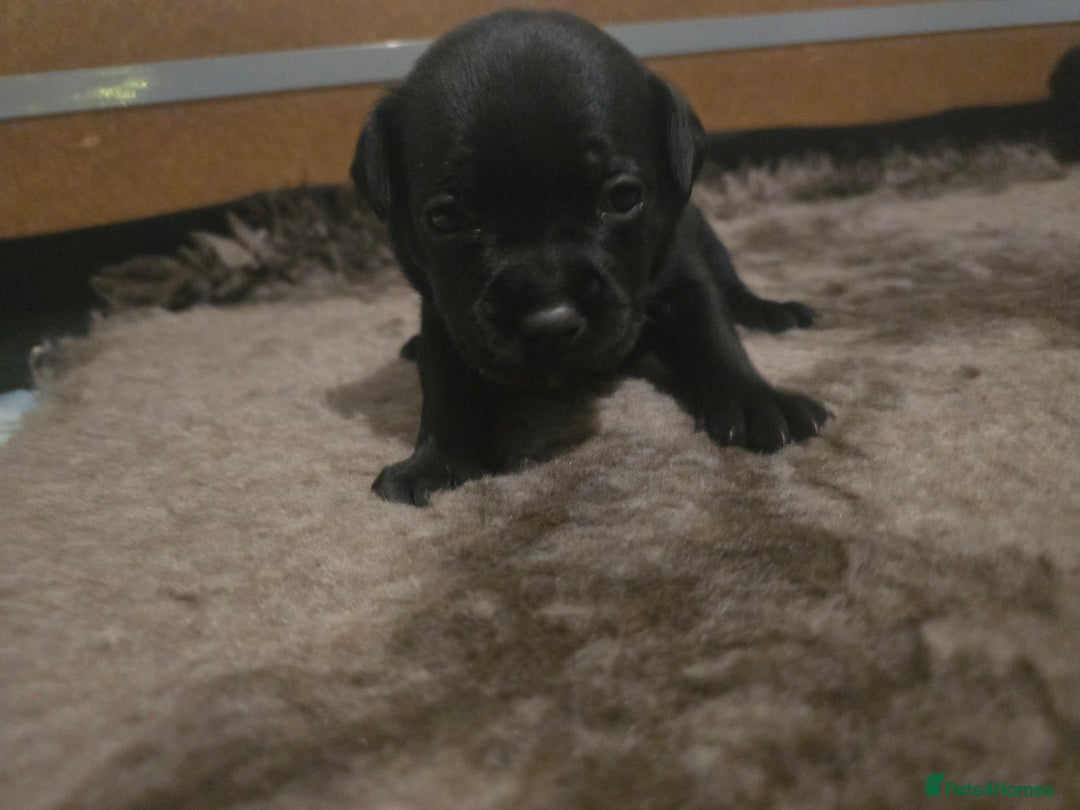 Staffordshire Bull Terrier dogs for sale: Kc registered Staffordshire bullterrier  - Advert 29