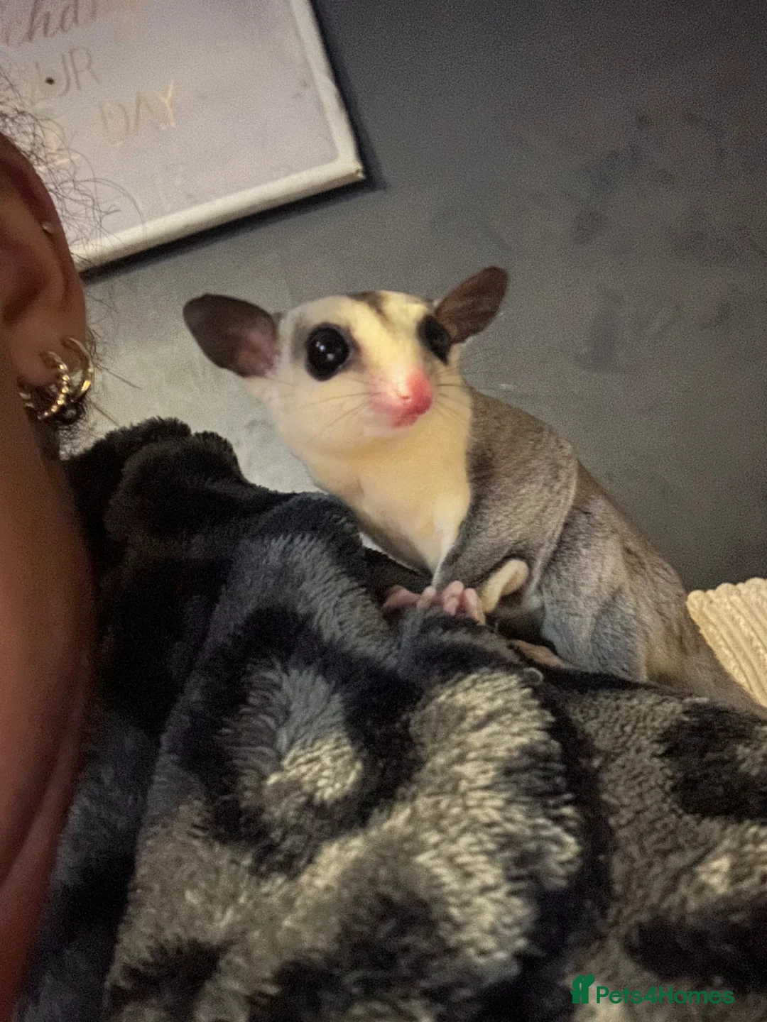 Sugar Glider rodents for sale: X2 male sugar gliders  in Radstock - Advert 2