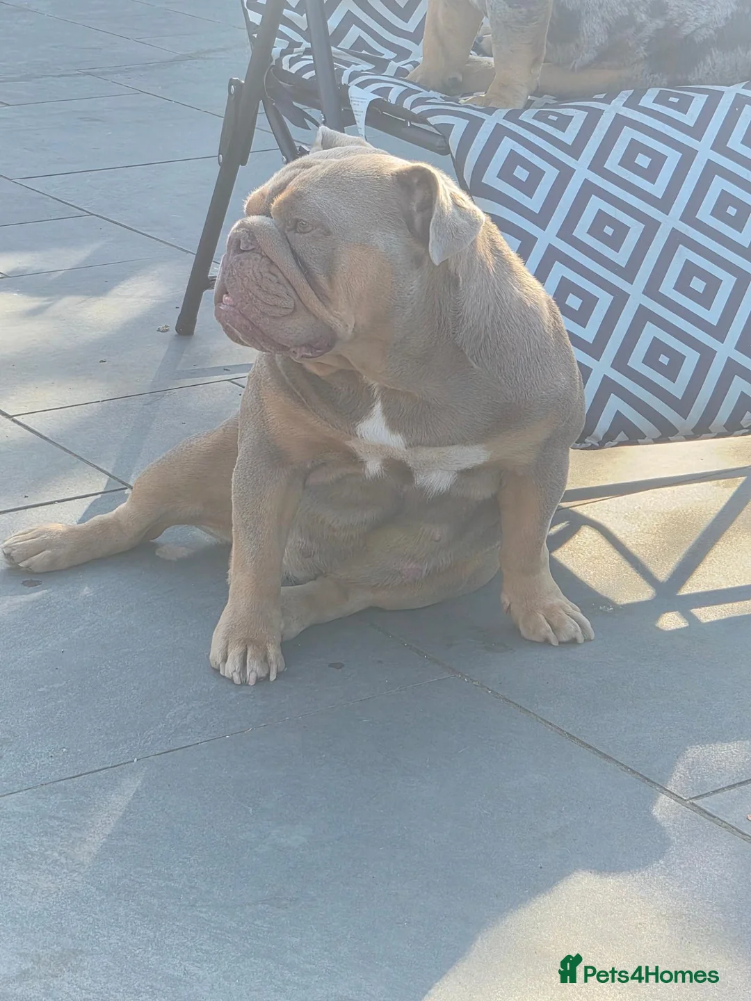 English Bulldog dogs for sale: English bulldog puppies for sale in Ashford - Advert 1