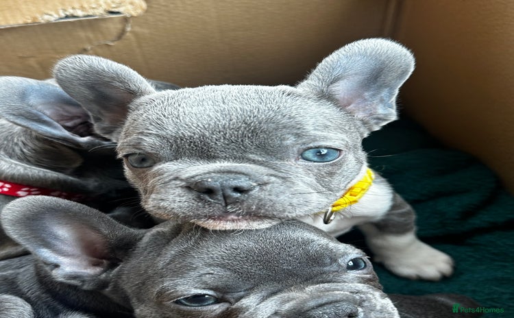 French Bulldog dogs Blue coat French bulldog pup REDUCED!! £650 - Advert 11