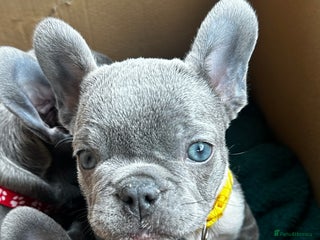 French Bulldog dogs Blue coat French bulldog pup REDUCED!! £650 - Advert 12