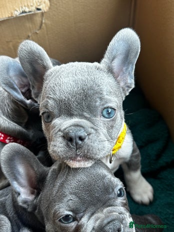 French Bulldog dogs Blue coat French bulldog pup REDUCED!! £650 - Advert 11