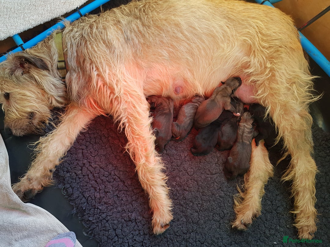 Irish Wolfhound dogs for sale: Exquisit KC registered Irish Wolfhound litter - Advert 2
