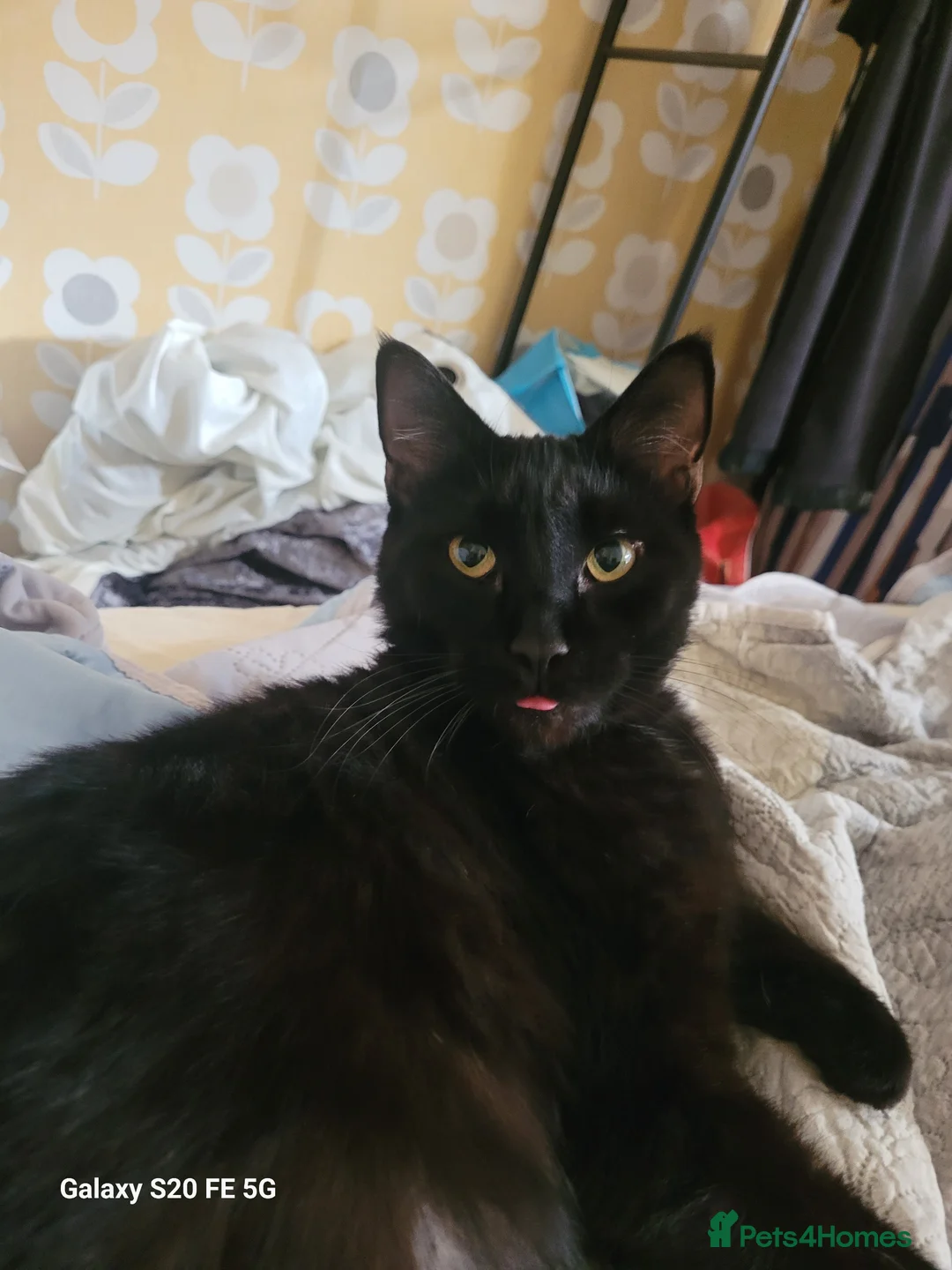 Mixed Breed cats for sale: Loki & Cleopatra, (Cleo) in Derby - Advert 2