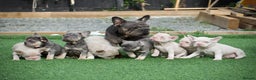 French Bulldog dogs for sale: 🌸 pink French bulldogs🌸  - Advert 5