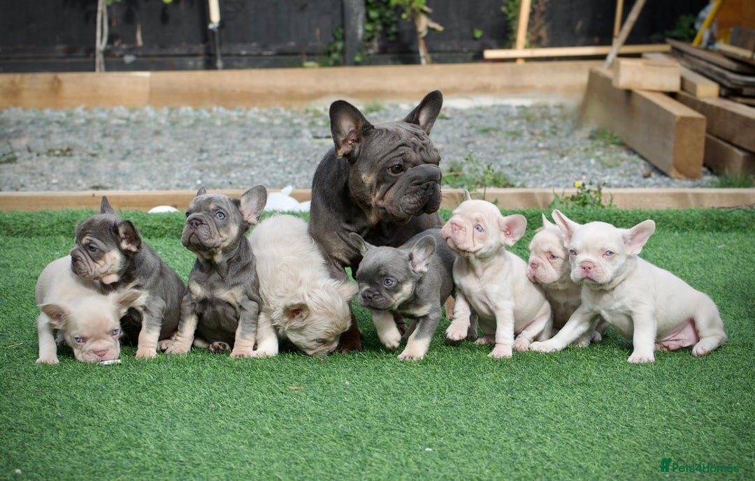 French Bulldog dogs for sale: 🌸Pink French bulldogs TOP QUALITY  - Image 9