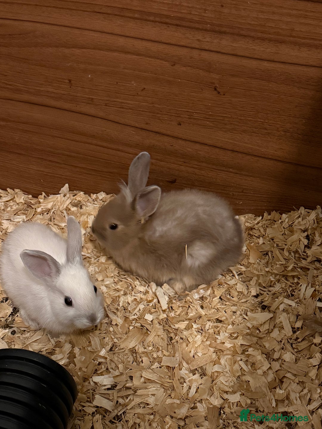 Lionhead rabbits for sale: Pure bred Lion heads available now - Advert 4