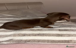Dachshund dogs for sale: Mini long and smooth hair dachshund puppies  - Image 13