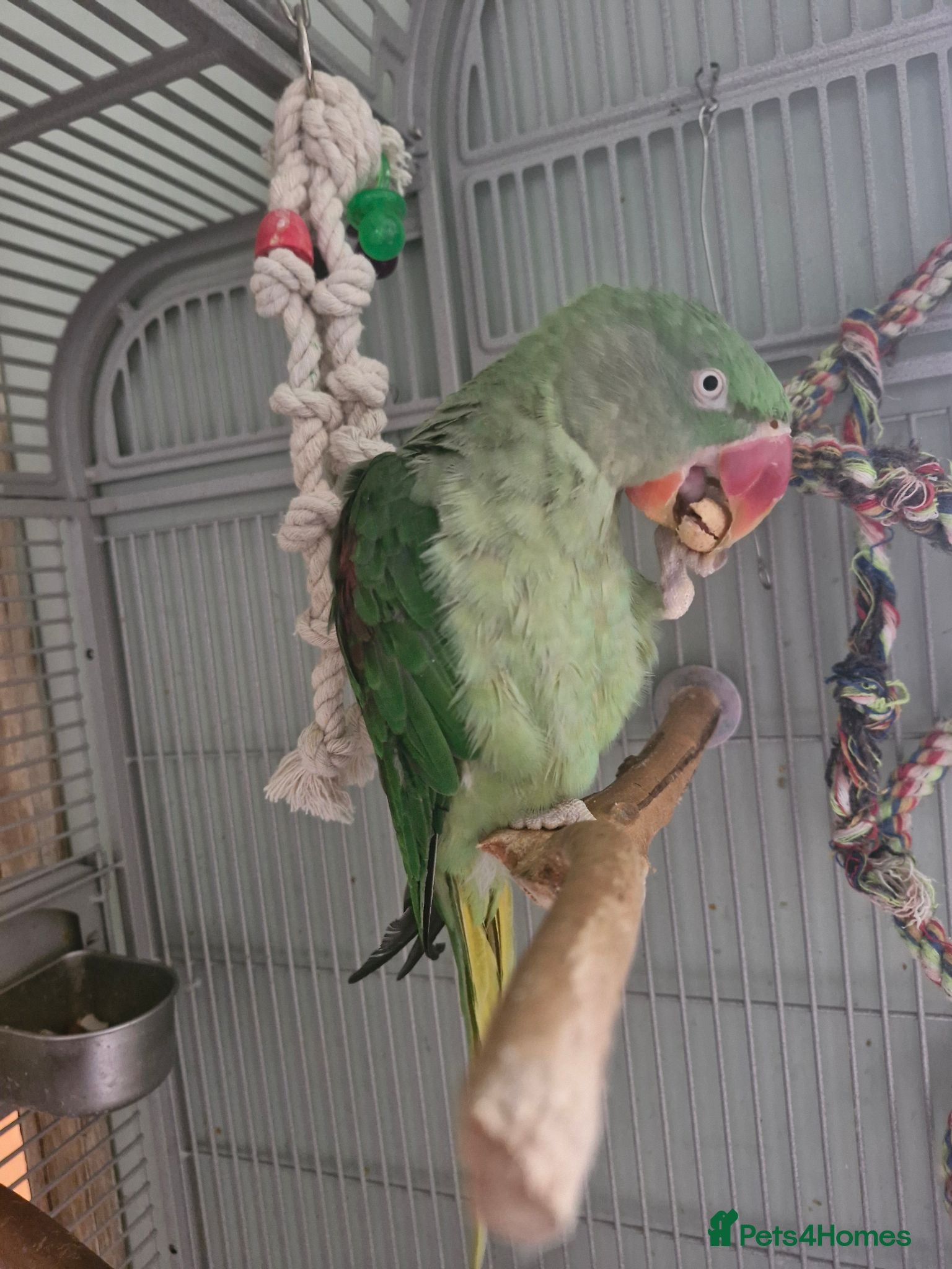 Parakeets birds Female Alexandrine dna'd - Advert 2