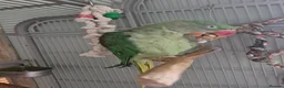 Parakeets birds for sale: Female Alexandrine dna'd - Advert 1