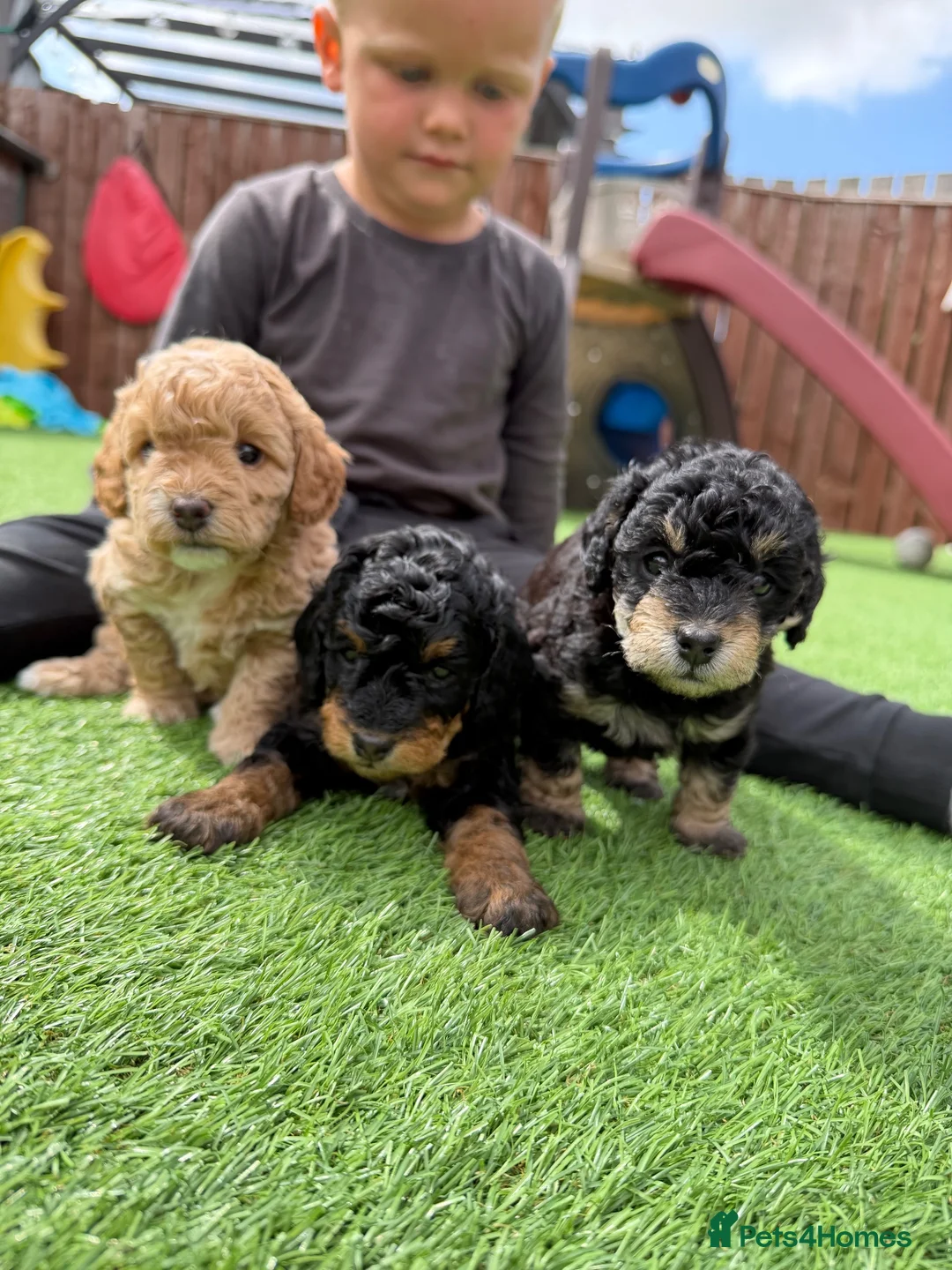 Jackapoo dogs for sale: Jackapoo Puppies - Advert 1