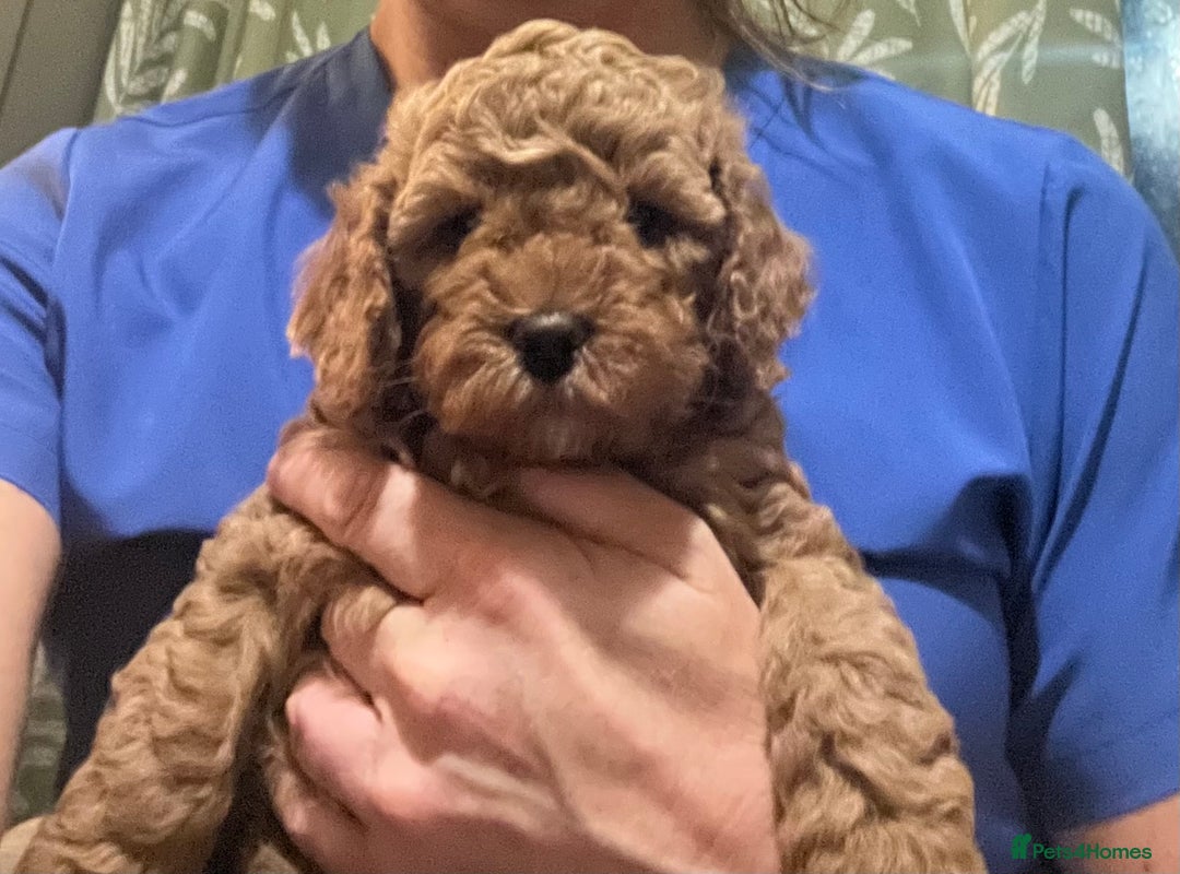 Cockapoo dogs for sale: Beautiful Red F1B Cockapoo puppies  - Image 13