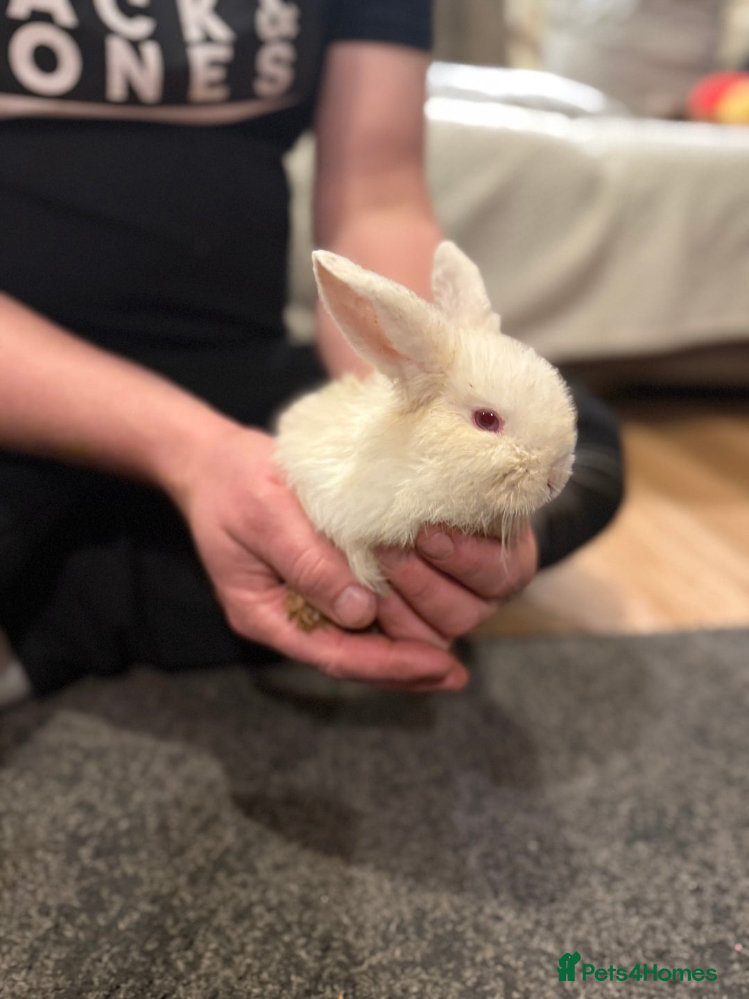 Mixed Breed rabbits for sale: White bunny rabbit - Advert 5