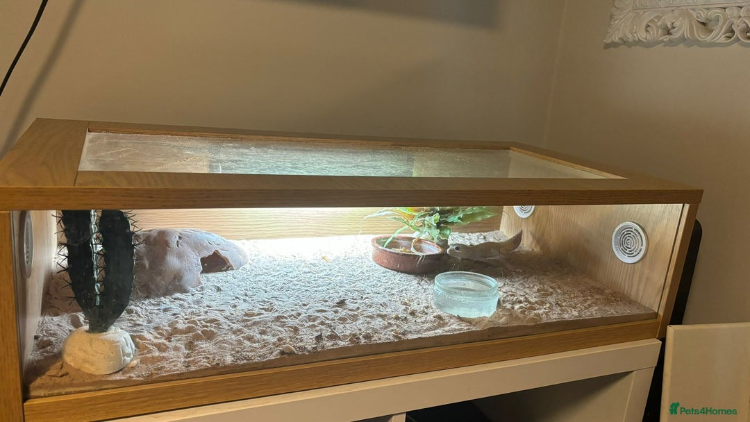 Gecko reptiles for sale: 🦎2 x Leucistic Leopard Geckos + Full Setups  - Advert 3
