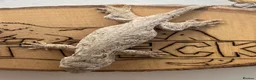 Gecko reptiles for sale: CB26 Pine Island Leachianus gecko babies - Advert 4