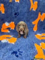 Dachshund dogs - Advert 9