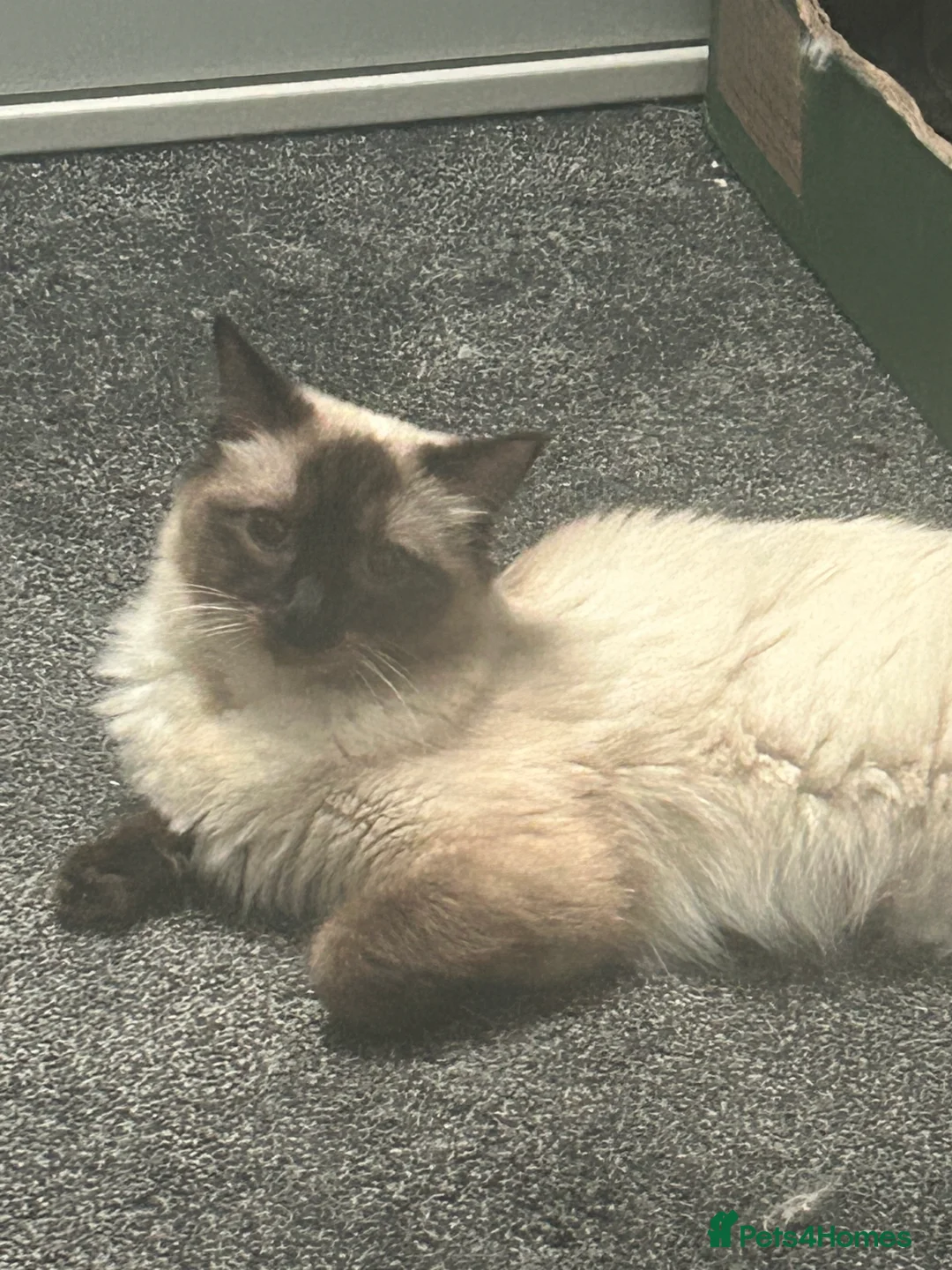 Ragdoll cats for sale: Lovely ragdolls - Advert 1