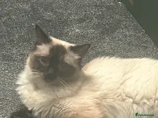 Ragdoll cats Lovely ragdolls - Advert 3