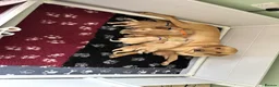Labrador Retriever dogs for sale: Labradors - Advert 8