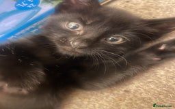 Domestic Shorthair cats for sale: Shadow  - Image 2