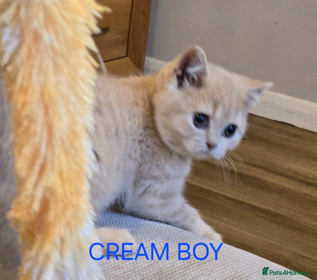 British Shorthair cats for sale: Gorgeous British short haired kittens READY NOW - Image 9