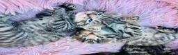 Mixed Breed cats for sale: 5 adorable kittens looking for their forever homes - Advert 8