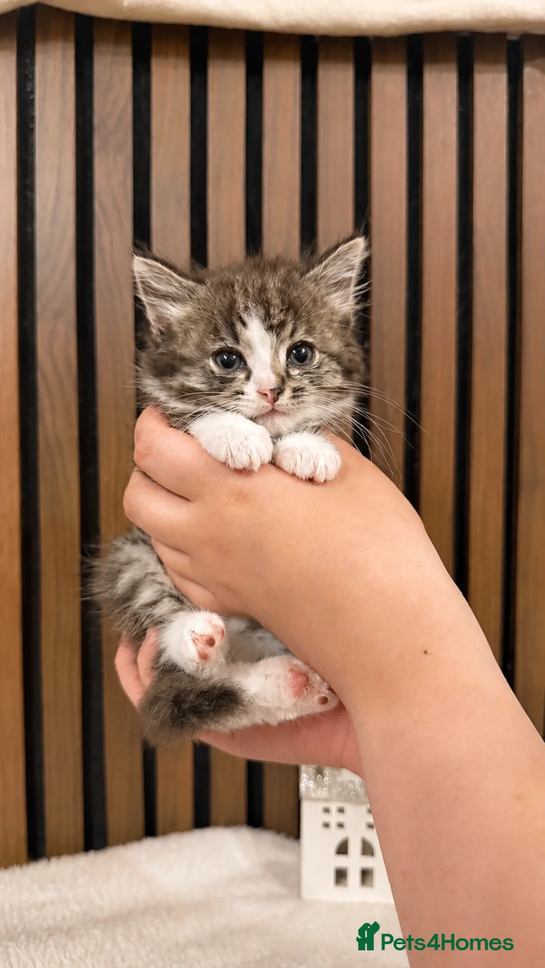 Ragdoll cats for sale: "Stunning Ragdoll Kittens | Tabby | Ready Now - Advert 1