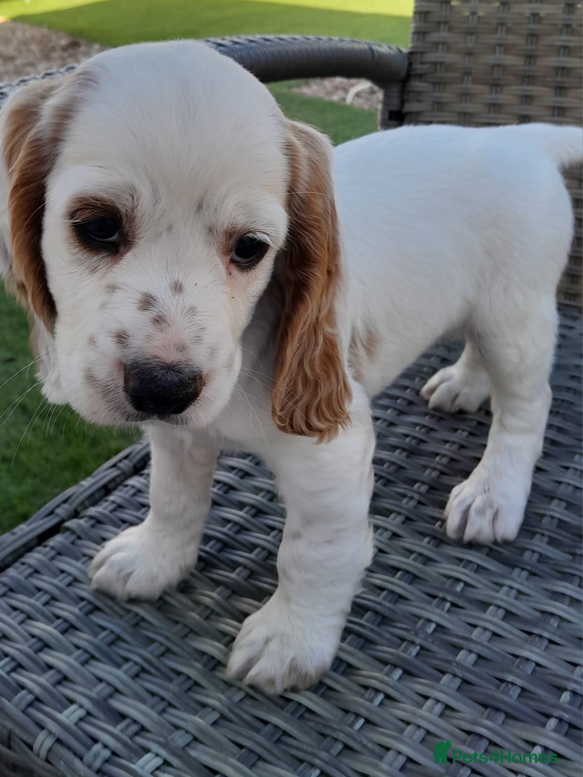 Cockapoo dogs Cockapoo puppies . 1 boy available - Advert 2