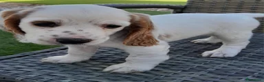 Cockapoo 1