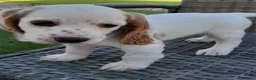 Cockapoo dogs for sale: Cockatoo  - Advert 6