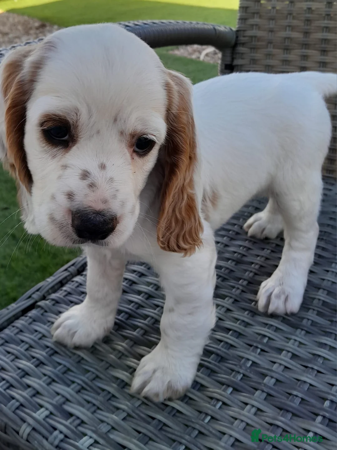 Cockapoo dogs for sale: Cockatoo  - Advert 6