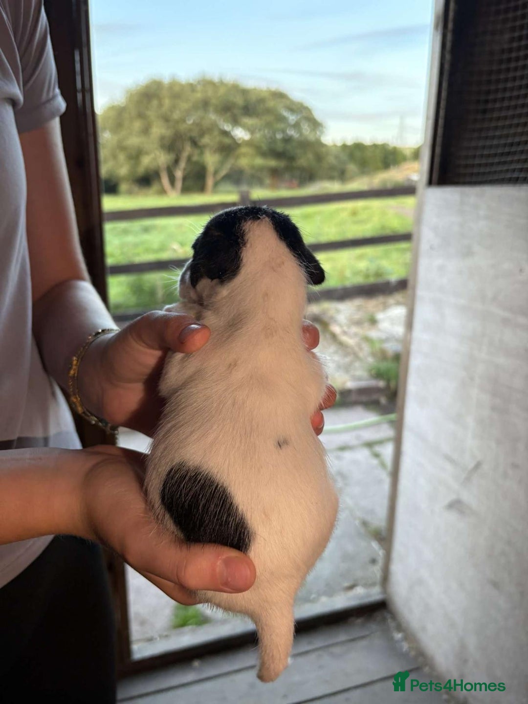 Jack Russell dogs for sale: Jack Russell puppies 5 boys left - Image 26